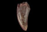 Fossil Phytosaur Tooth - New Mexico #133329-1